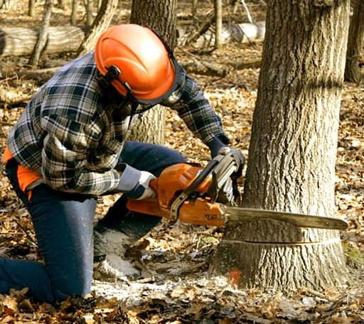 Tree Removal in Asbury, MO